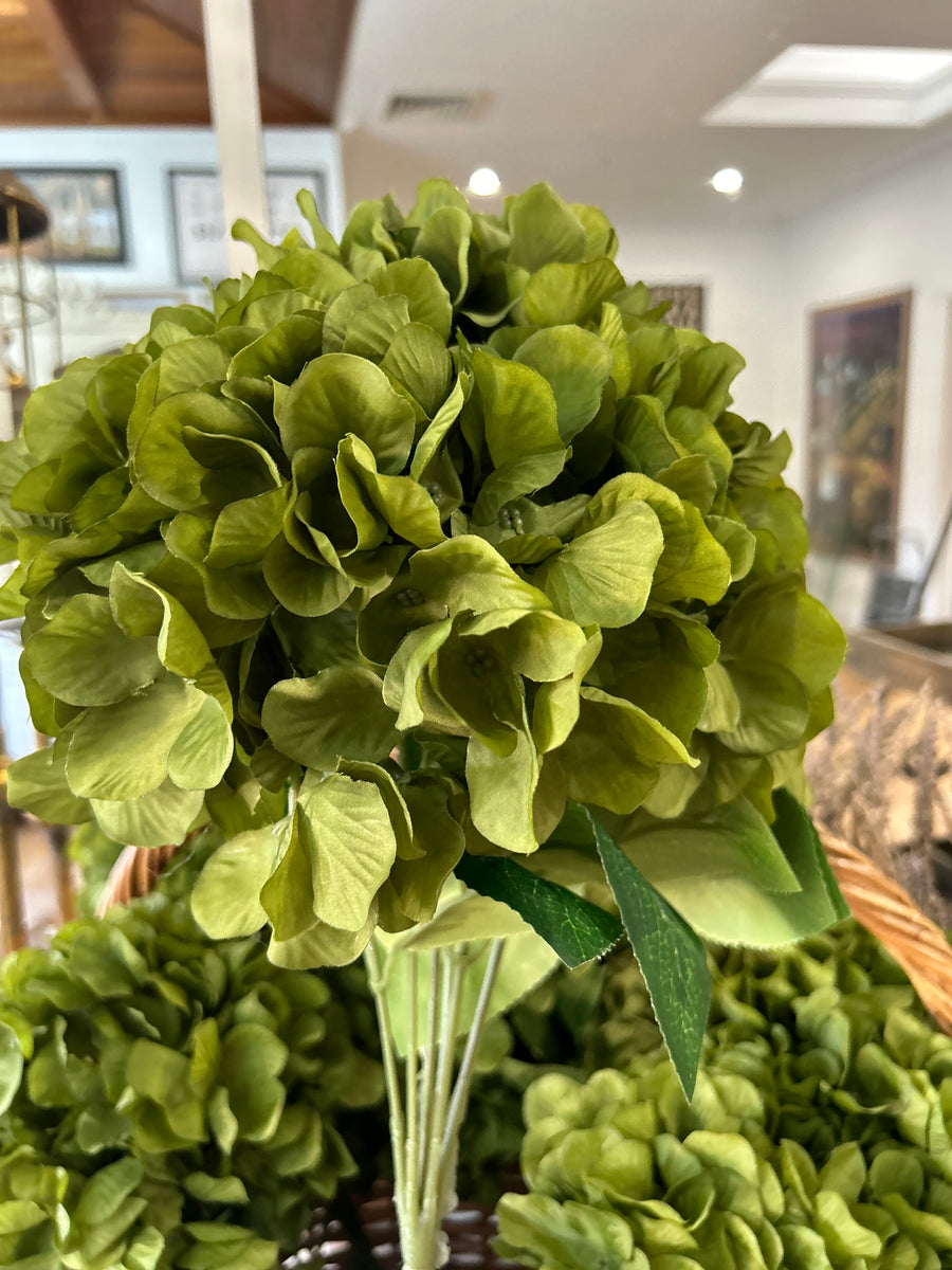 Green Hydrangea