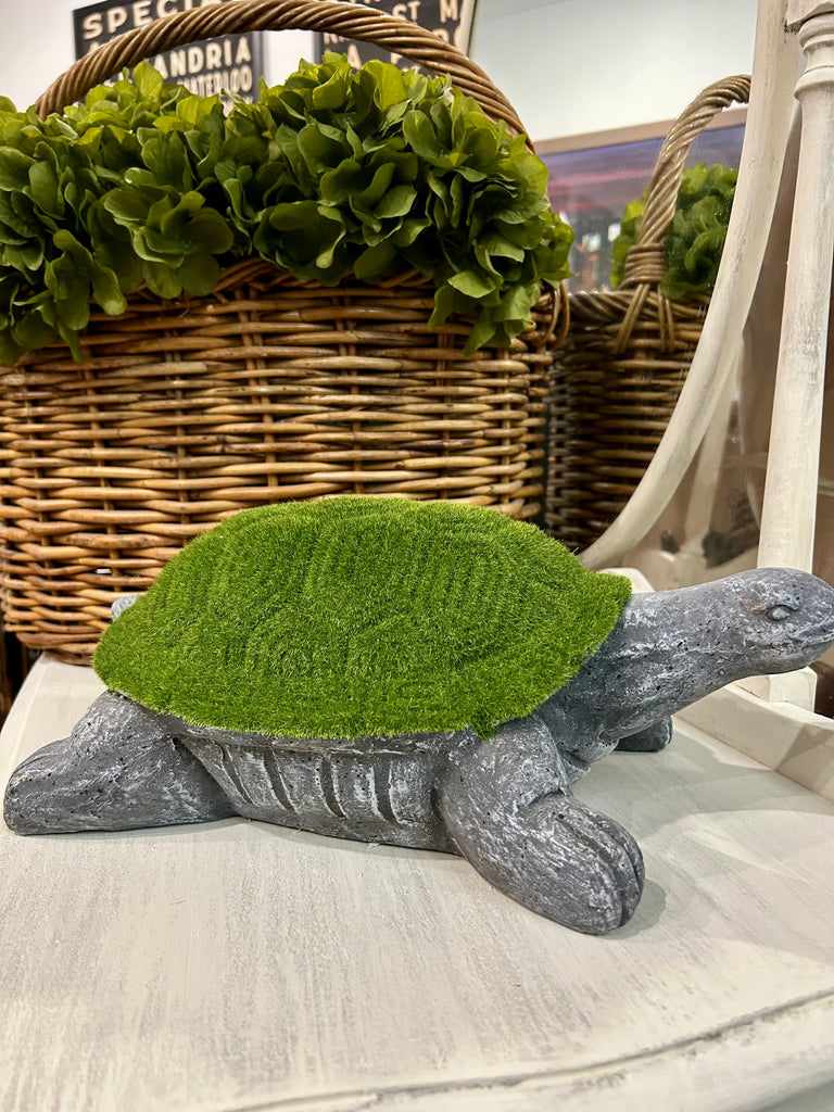Moss on Turtle