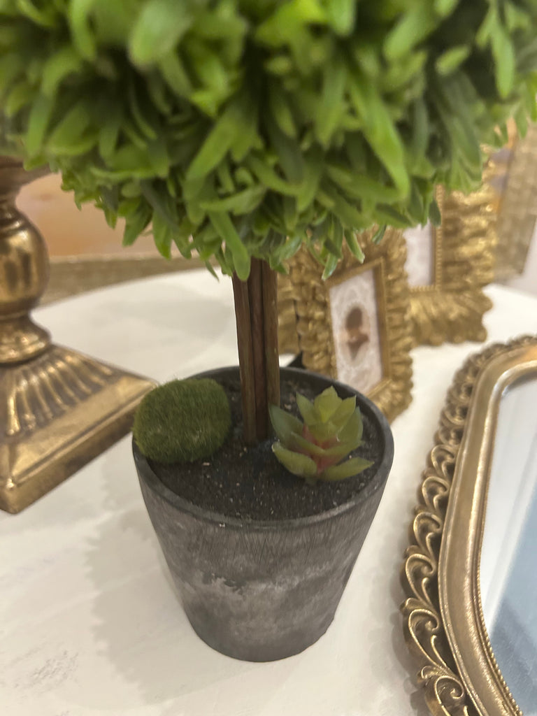 Small Topiary Tree