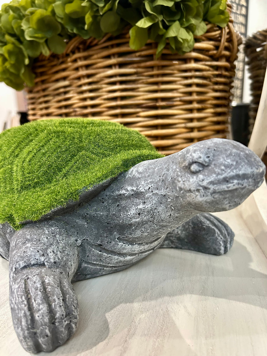 Moss on Turtle