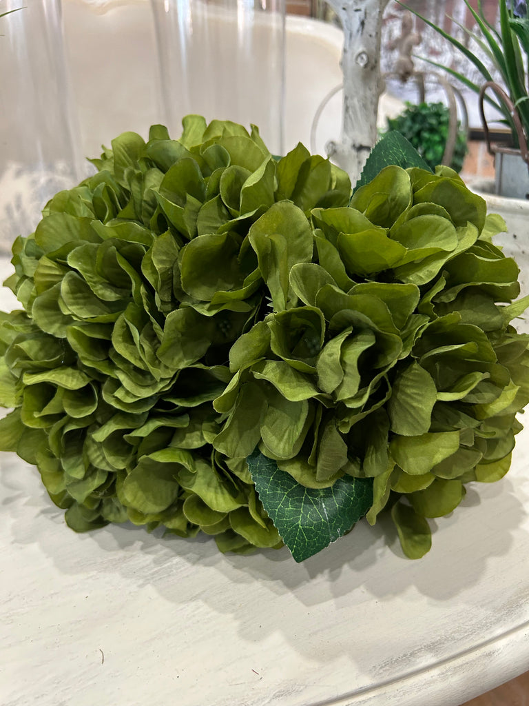 Green Hydrangea