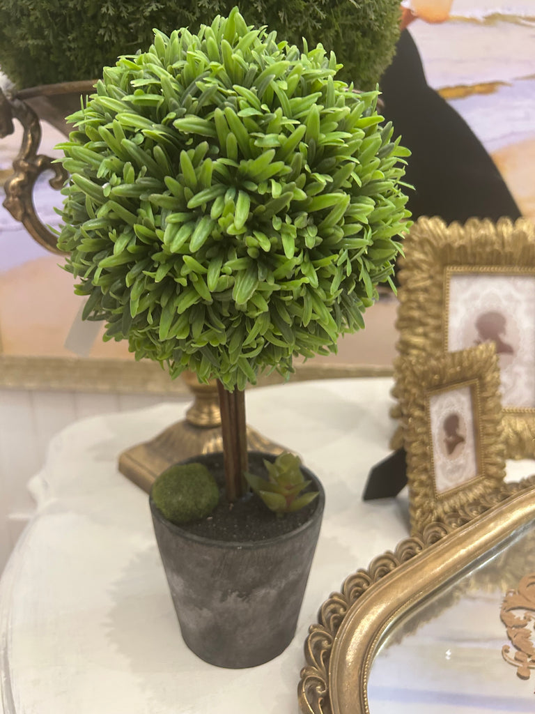 Small Topiary Tree