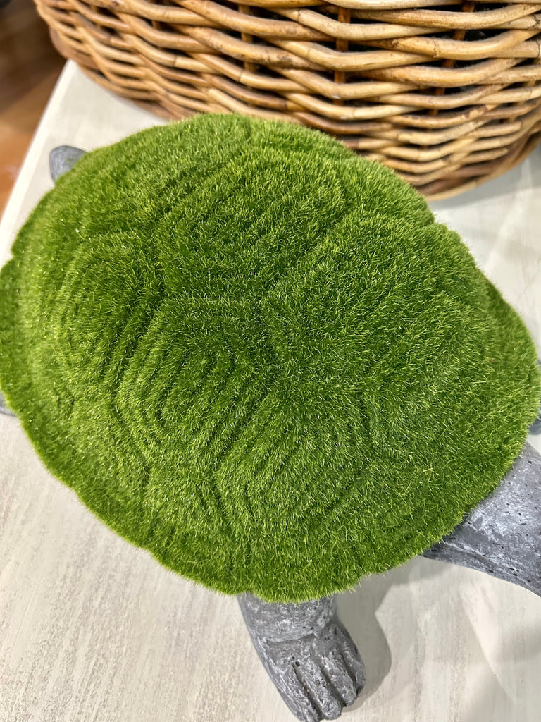 Moss on Turtle