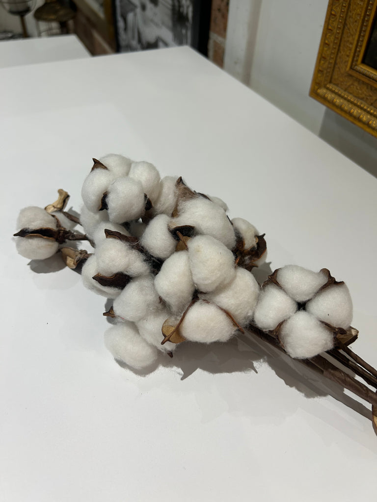 Cotton Flower Stem