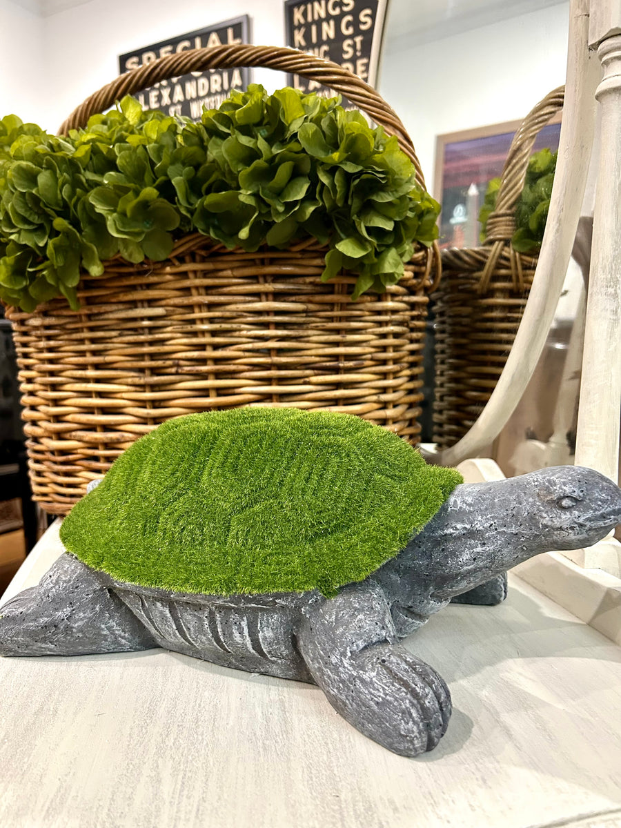 Moss on Turtle
