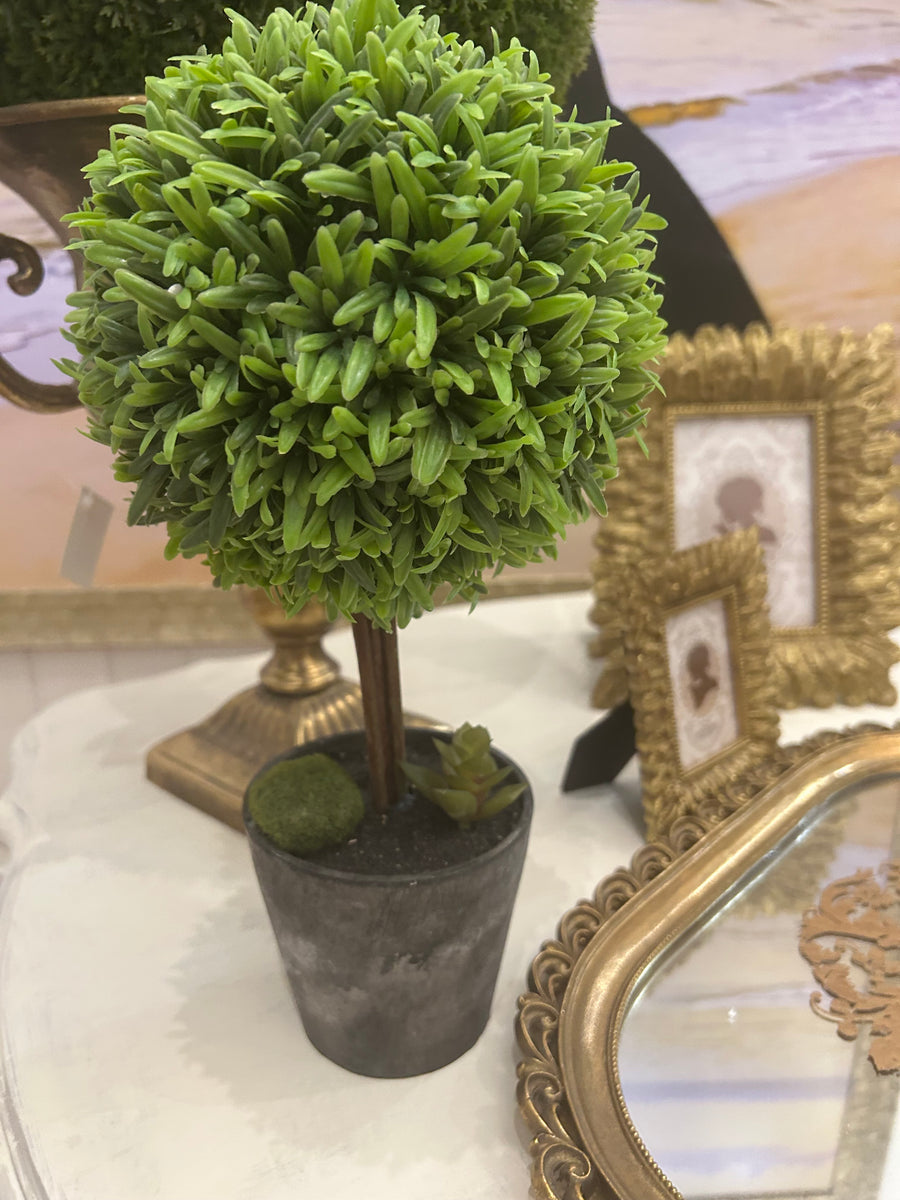 Small Topiary Tree