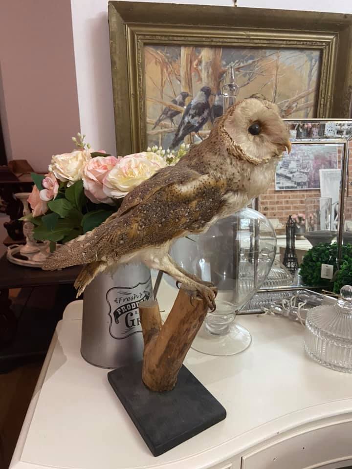 Taxidermy Real Owl