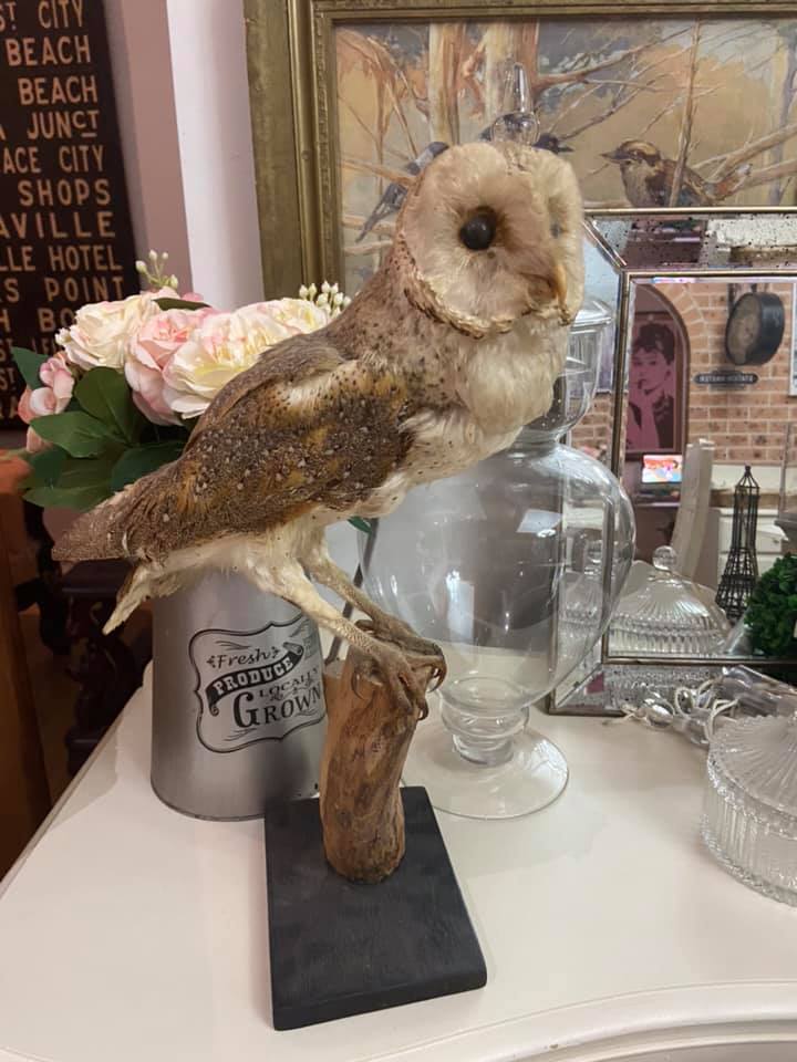 Taxidermy Real Owl